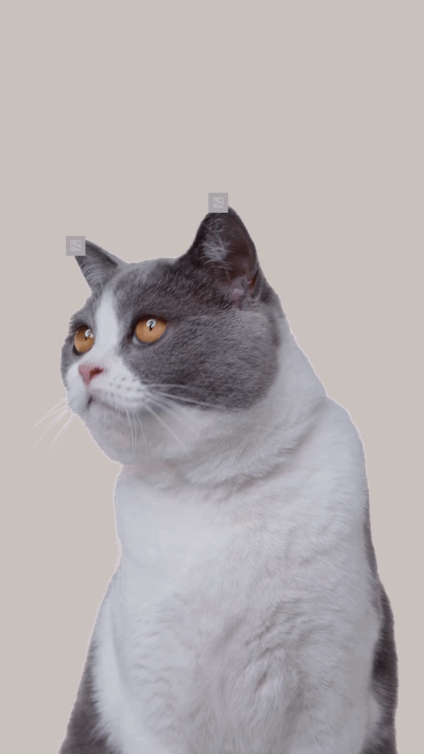 pet face info example